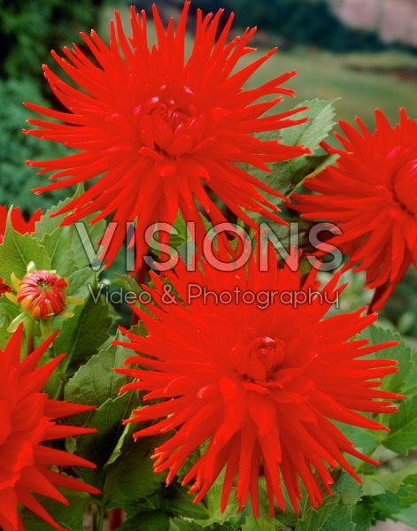 Dahlia rood
