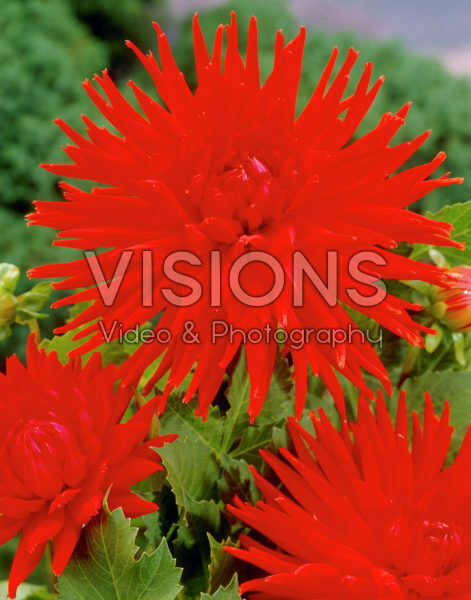 Dahlia red Dahlia red
