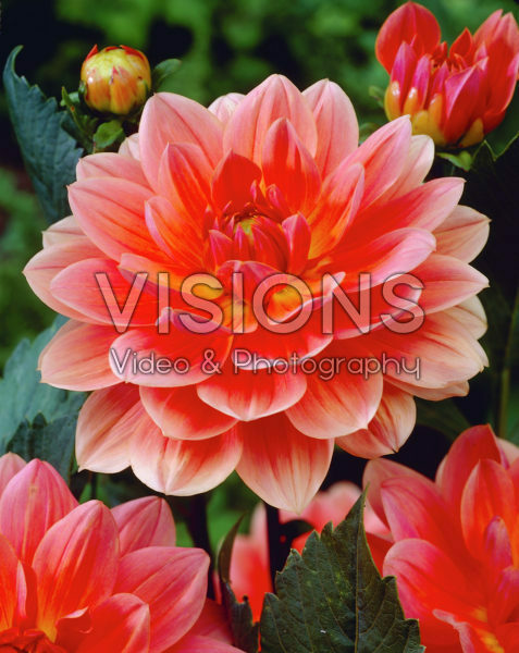 Dahlia salmon Dahlia salmon
