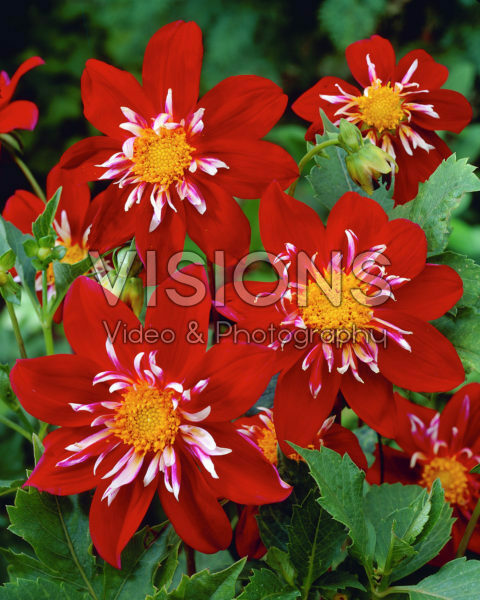 Dahlia rood Dahlia rood