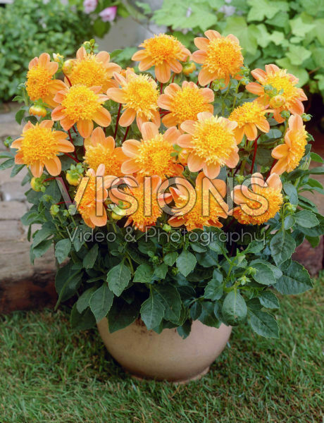 Dahlia orange