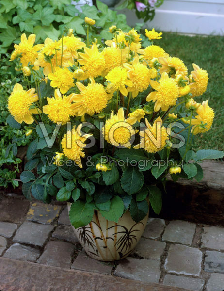 Dahlia geel Dahlia geel