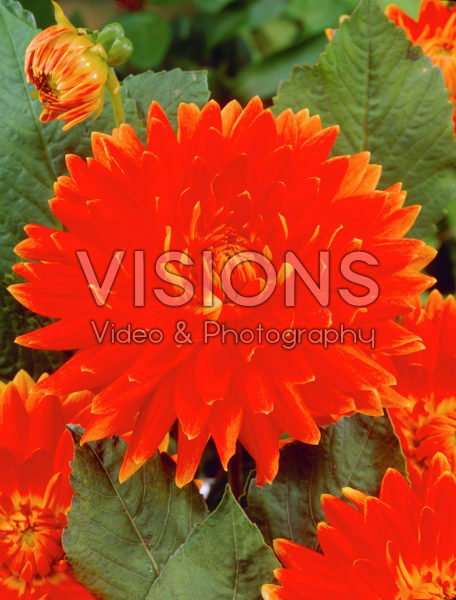 Dahlia orange/red Dahlia orange/red