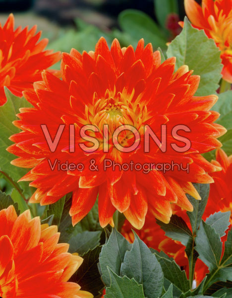 Dahlia oranje/rood Dahlia oranje/rood