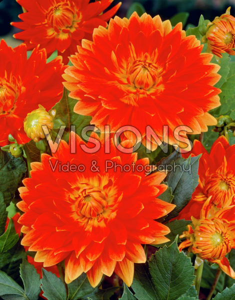Dahlia orange/red Dahlia orange/red