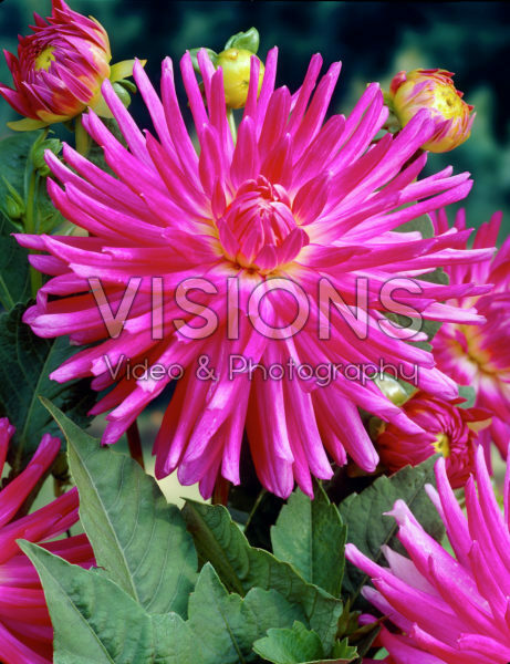 Dahlia crimson/roze Dahlia crimson/roze