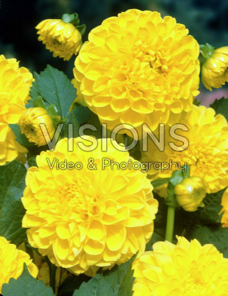 Dahlia geel Dahlia geel