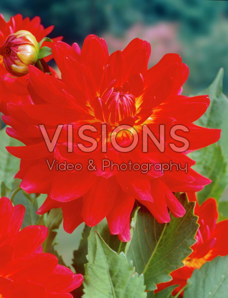 Dahlia red Dahlia red