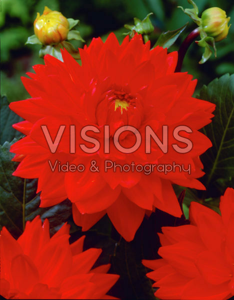 Dahlia rood Dahlia rood
