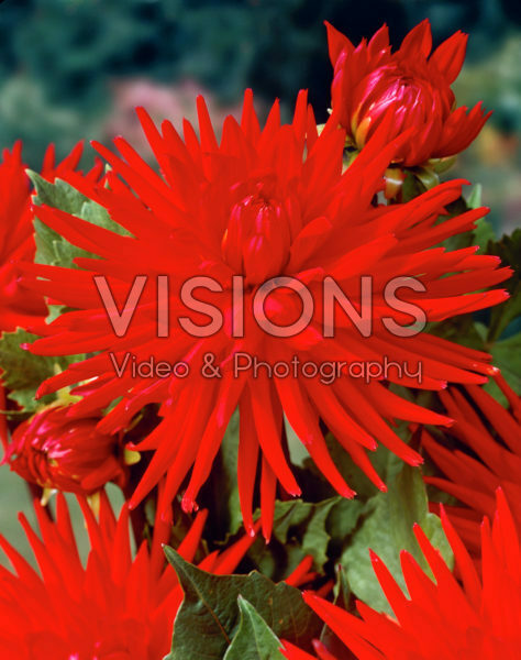 Dahlia rood Dahlia rood