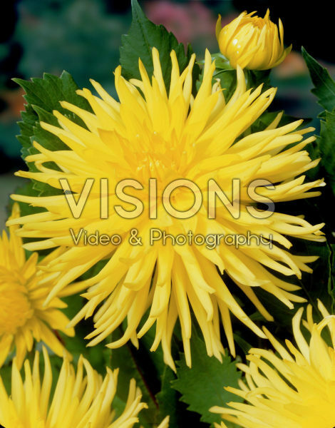 Dahlia geel Dahlia geel