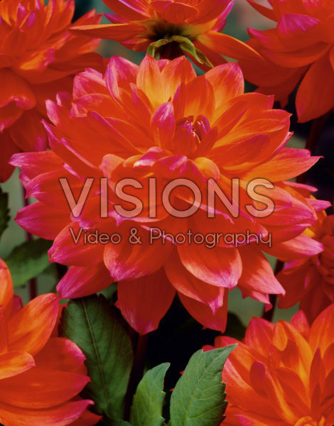 Dahlia orange/red Dahlia orange/red