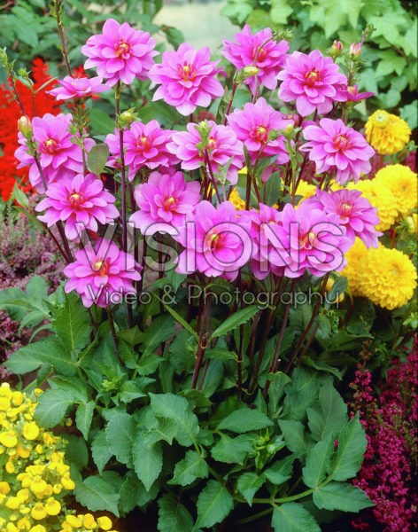 Dahlia mauve Dahlia mauve