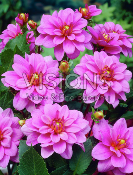 Dahlia mauve Dahlia mauve
