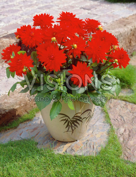 Dahlia rood Dahlia rood