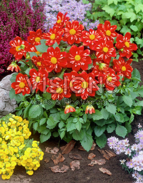 Dahlia red Dahlia red