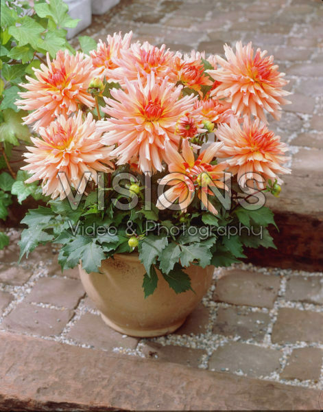 Dahlia salmon Dahlia salmon