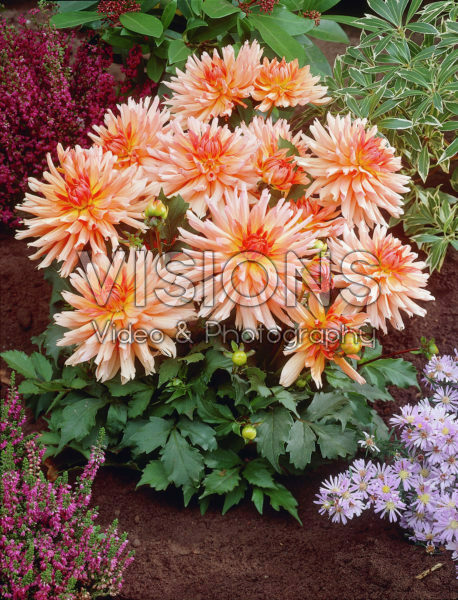 Dahlia salmon Dahlia salmon