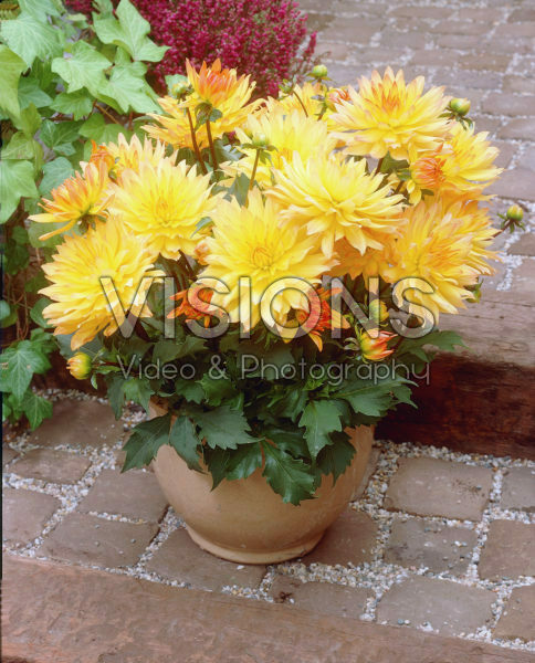 Dahlia orange/yellow Dahlia orange/yellow