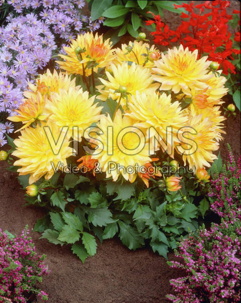 Dahlia orange/yellow Dahlia orange/yellow