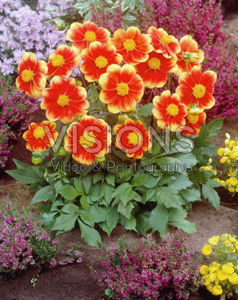 Dahlia bicolour Dahlia bicolour