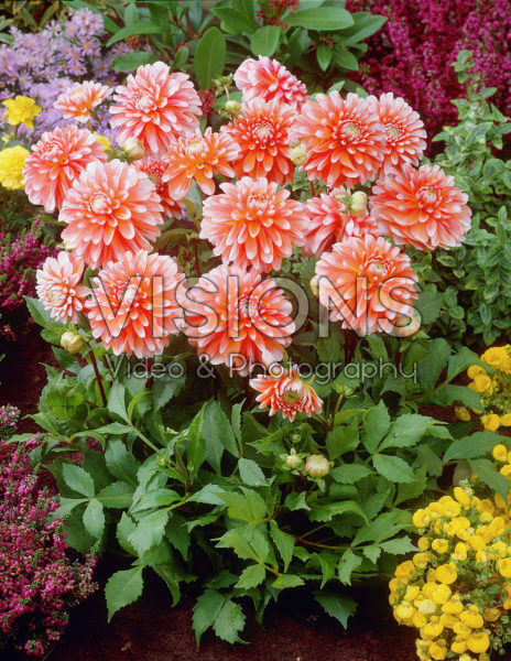 Dahlia orange Dahlia orange