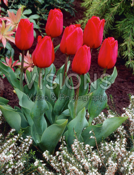 Tulipa red Tulipa red