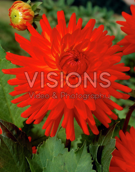 Dahlia red