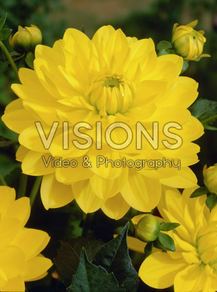 Dahlia yellow Dahlia yellow
