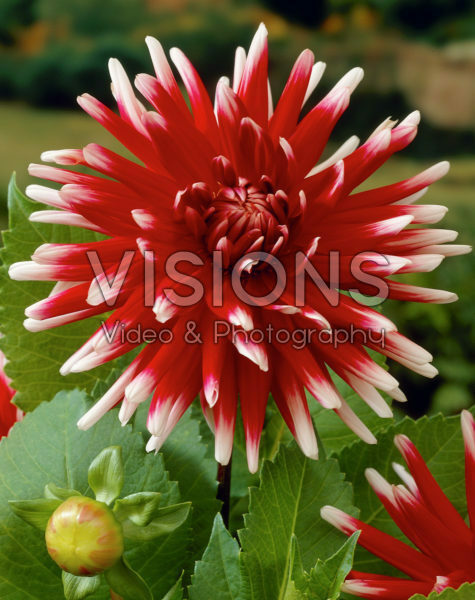 Dahlia bicolour