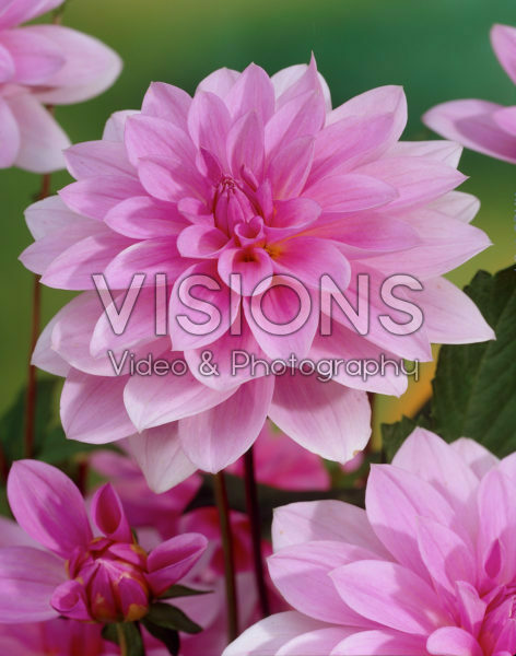 Dahlia pink Dahlia pink