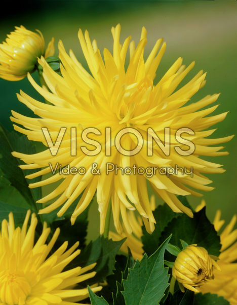 Dahlia yellow Dahlia yellow