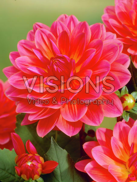 Dahlia Dahlia