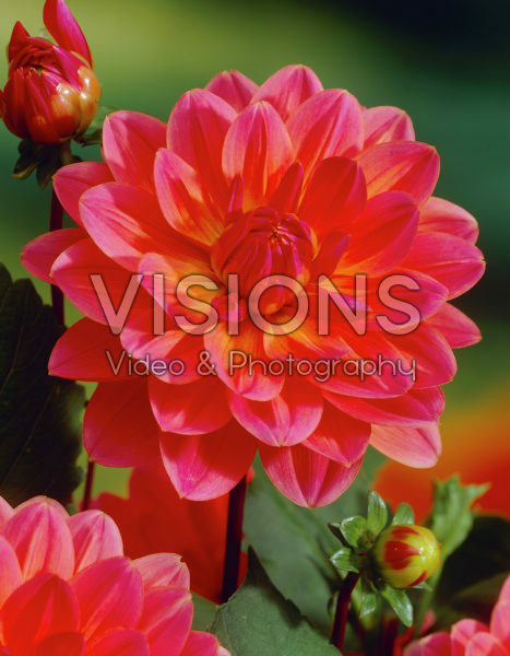 Dahlia Dahlia