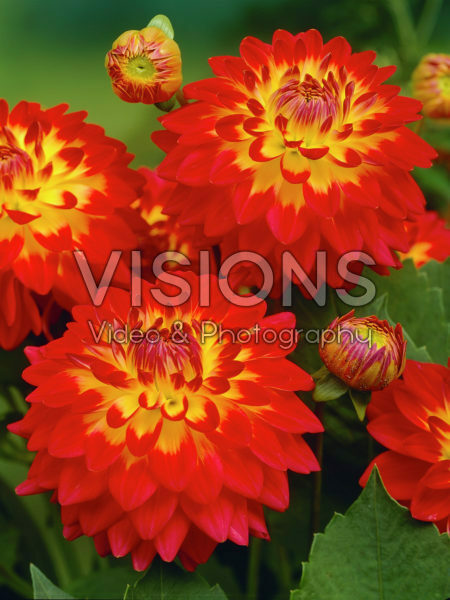 Dahlia tweekleurig