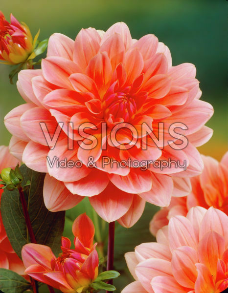 Dahlia salmon