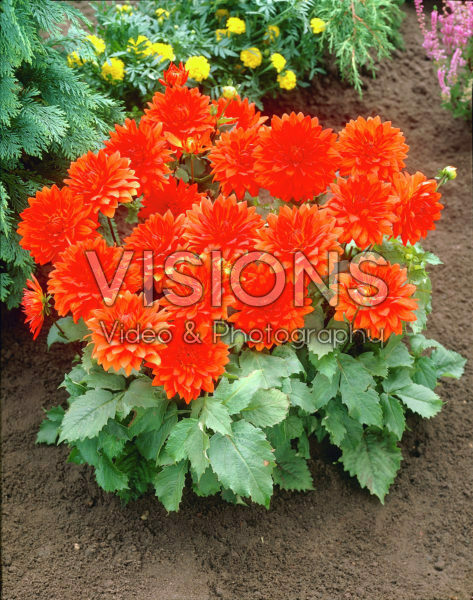 Dahlia oranje/rood