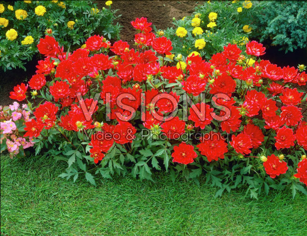 Dahlia rood