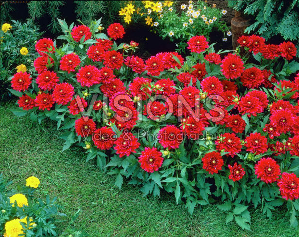 Dahlia red