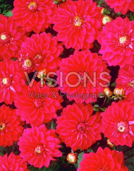 Dahlia