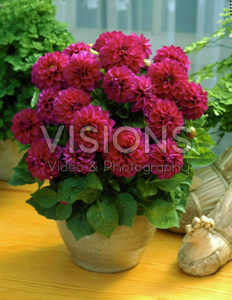 Dahlia pink