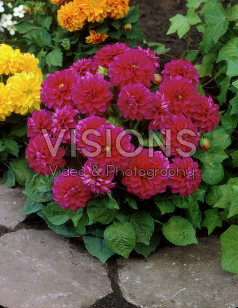 Dahlia pink