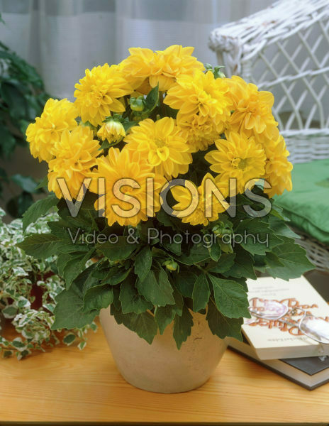 Dahlia geel