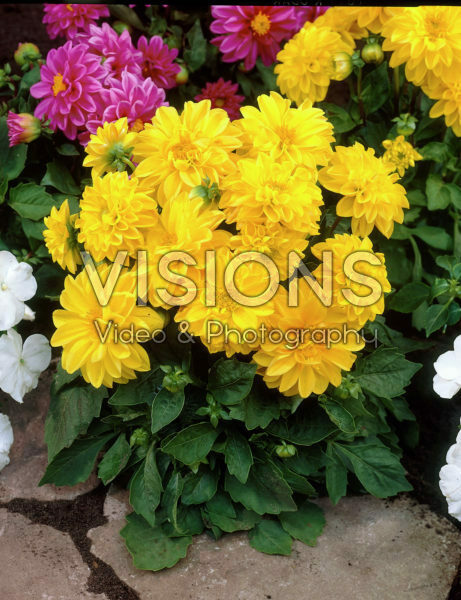 Dahlia geel