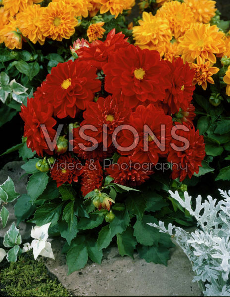 Dahlia red