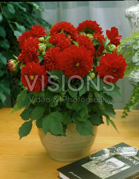 Dahlia red