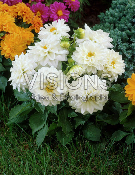 Dahlia white