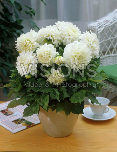 Dahlia wit