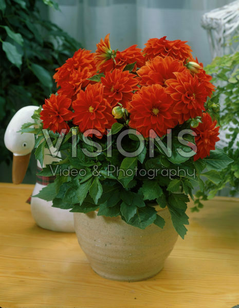 Dahlia orange/red
