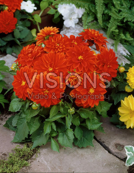Dahlia orange/red